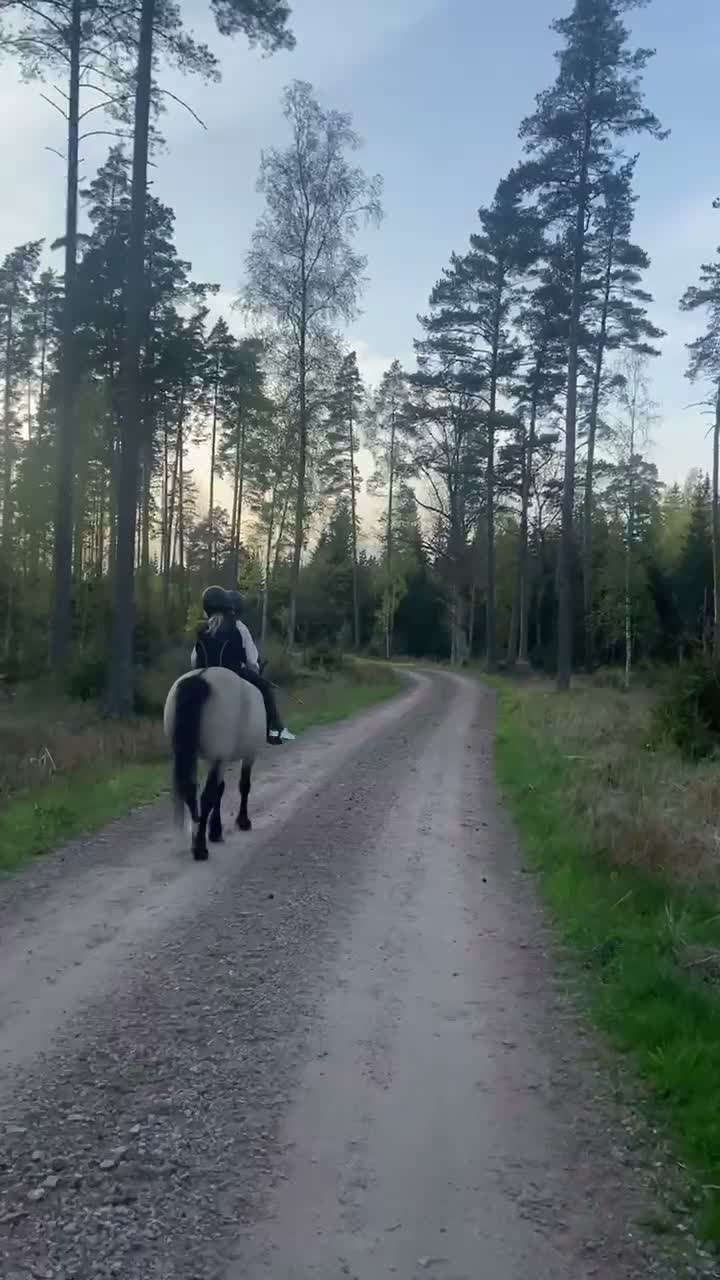 Allround hästar till salu: Kelponnyn Yas - Video 2
