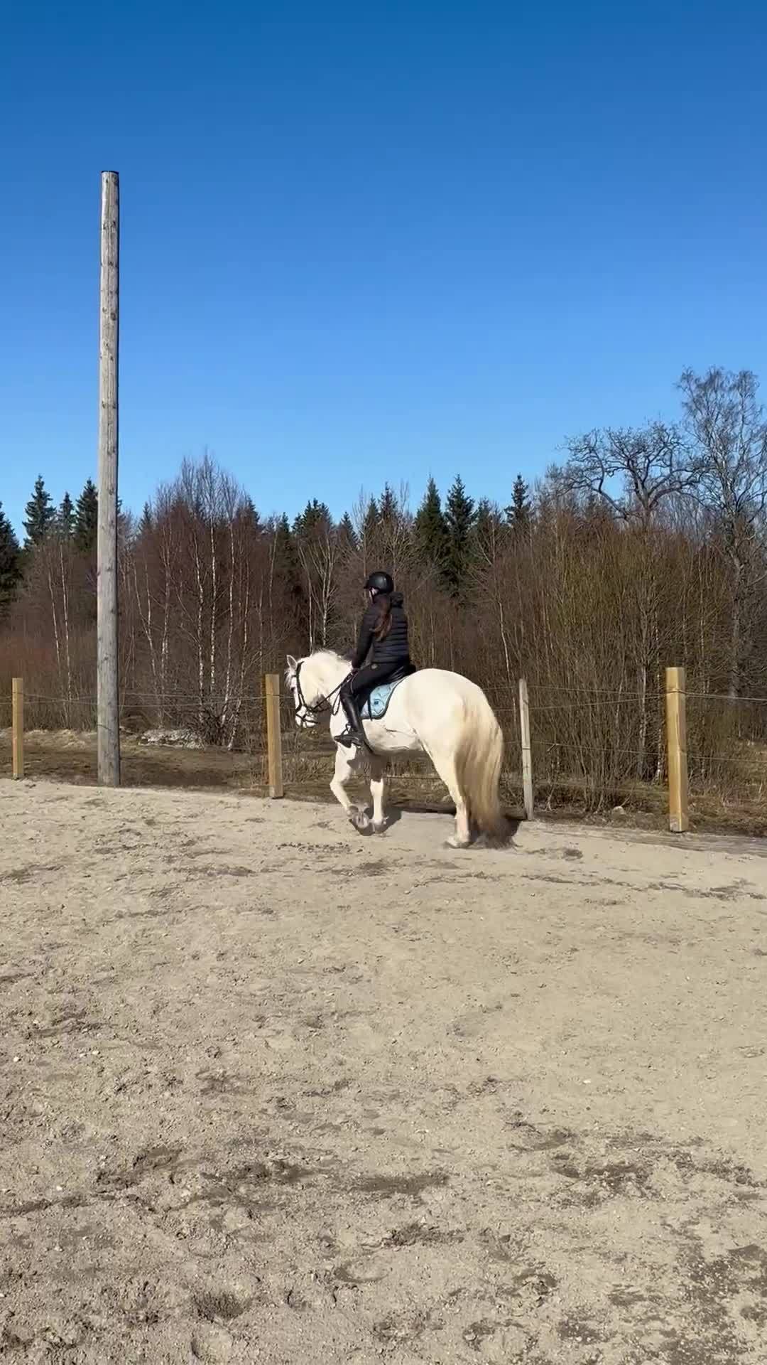Allround hästar till salu: Underbar D-ponny - Video 2