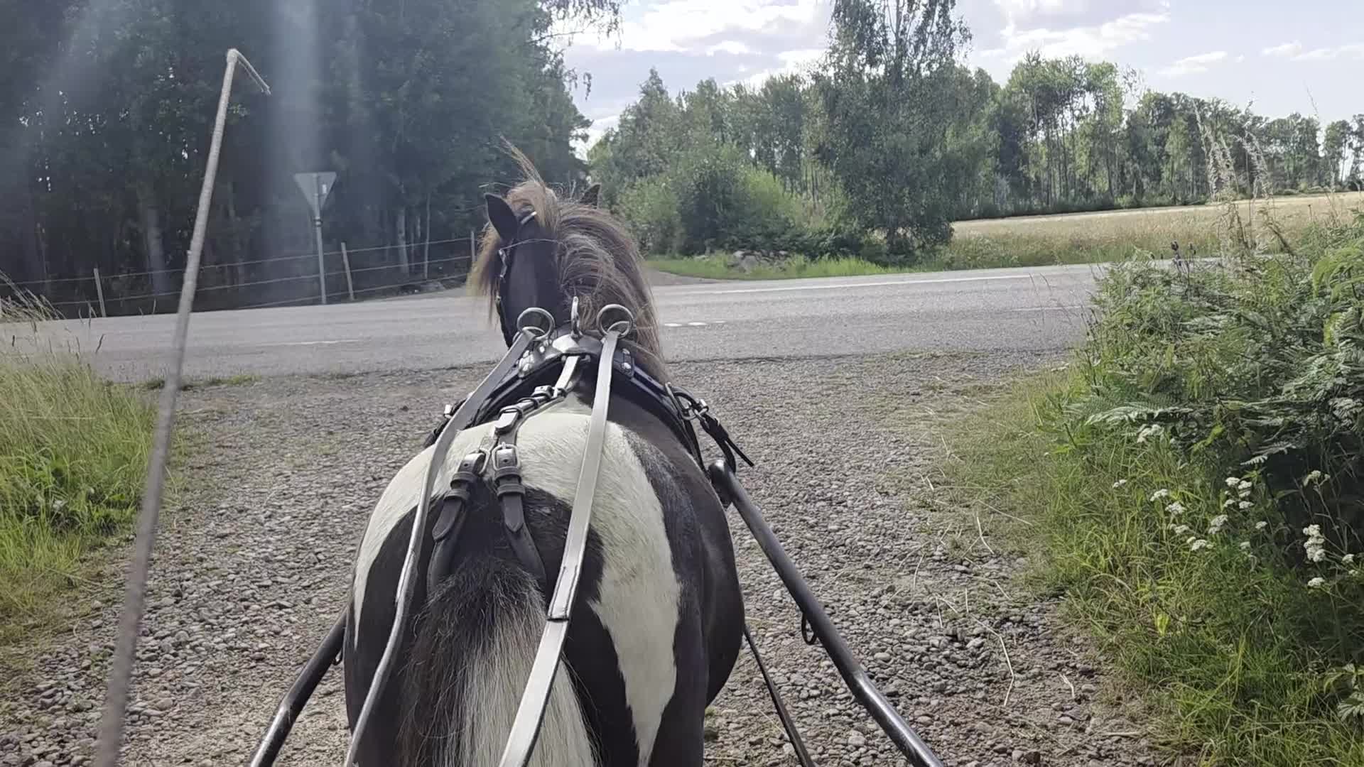Körning hästar till salu: Minishettis körd i par och ensam.  - Video 1