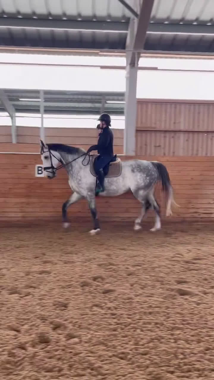 Hoppning hästar till salu: Snygg, trevlig och stor Valack med fin stam i Linköping - Video 3