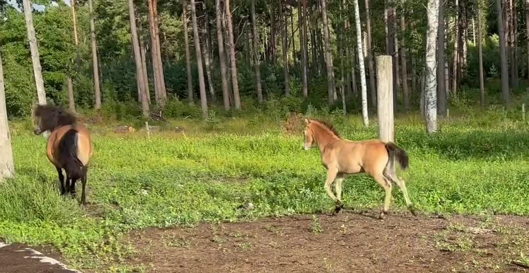 Allround hästar till salu: Härligt hingstföl - Video 2