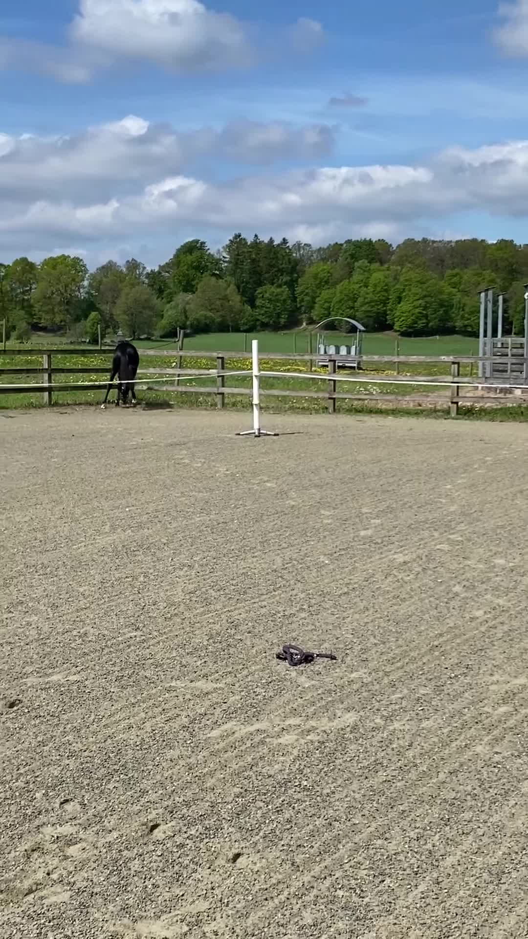 Dressyr hästar till salu: Vacker 1-årshingst med fina poäng - Video 2