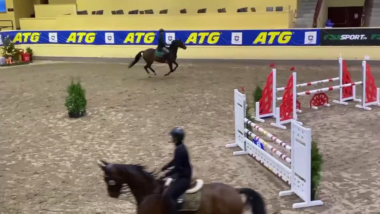 Avelshästar hästar till salu: Fantastiskt avelssto för fälttävlan eller hoppning - Video 1