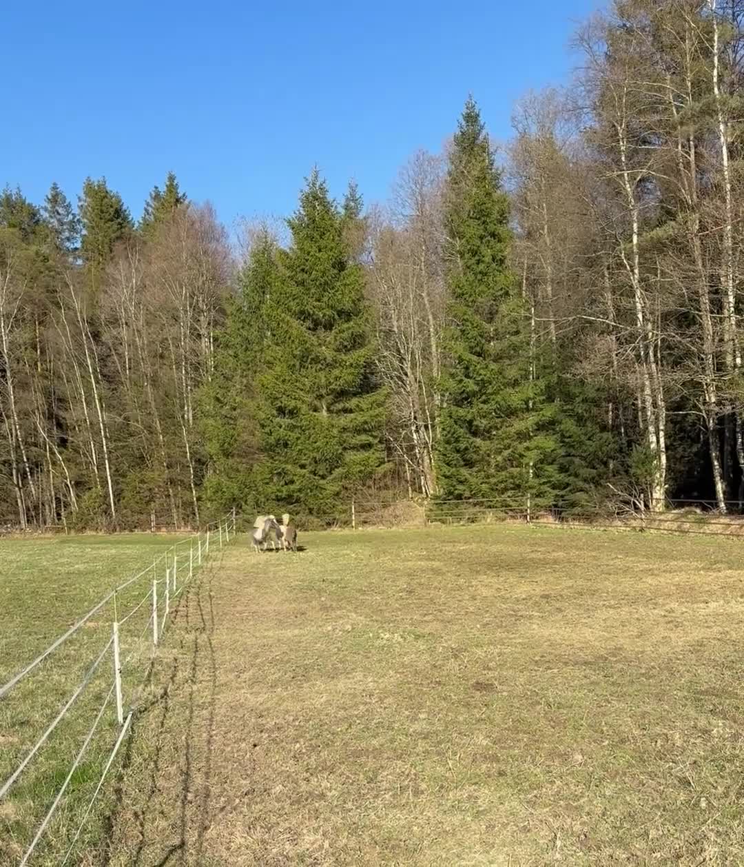 Övrigt hästar till salu: Härlig minihingst - Video 2