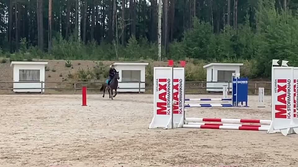 Allround hästar till salu: Jättefint connemarasto klass 1 - Video 1