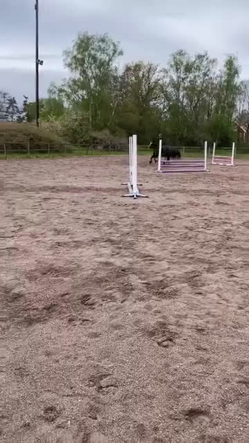 Allround hästar till salu: Läromästare och bästa vän söker nytt hem - Video 2