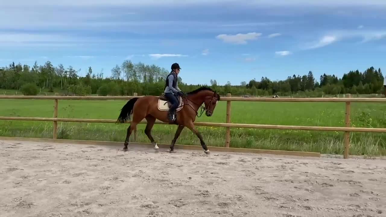 Allround hästar till salu: Trevlig ridhäst - Video 3