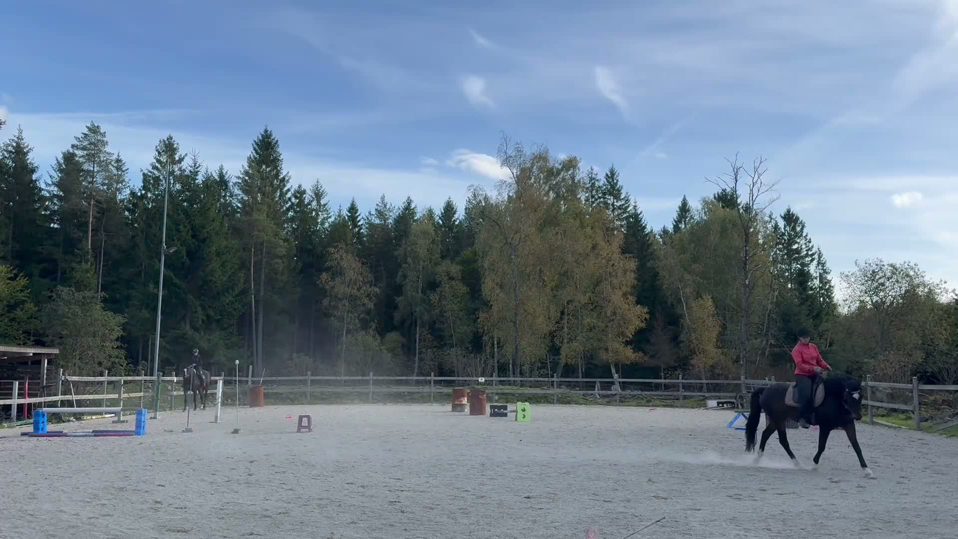 Allround hästar till salu: Vacker & charmig kille m massa potential. - Video 1