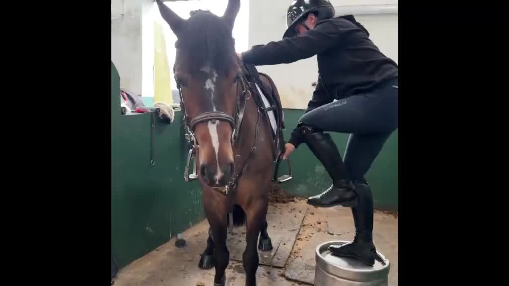 Hoppning hästar till salu: Fantastisk D Ponny Valack 🌟 - Video 1