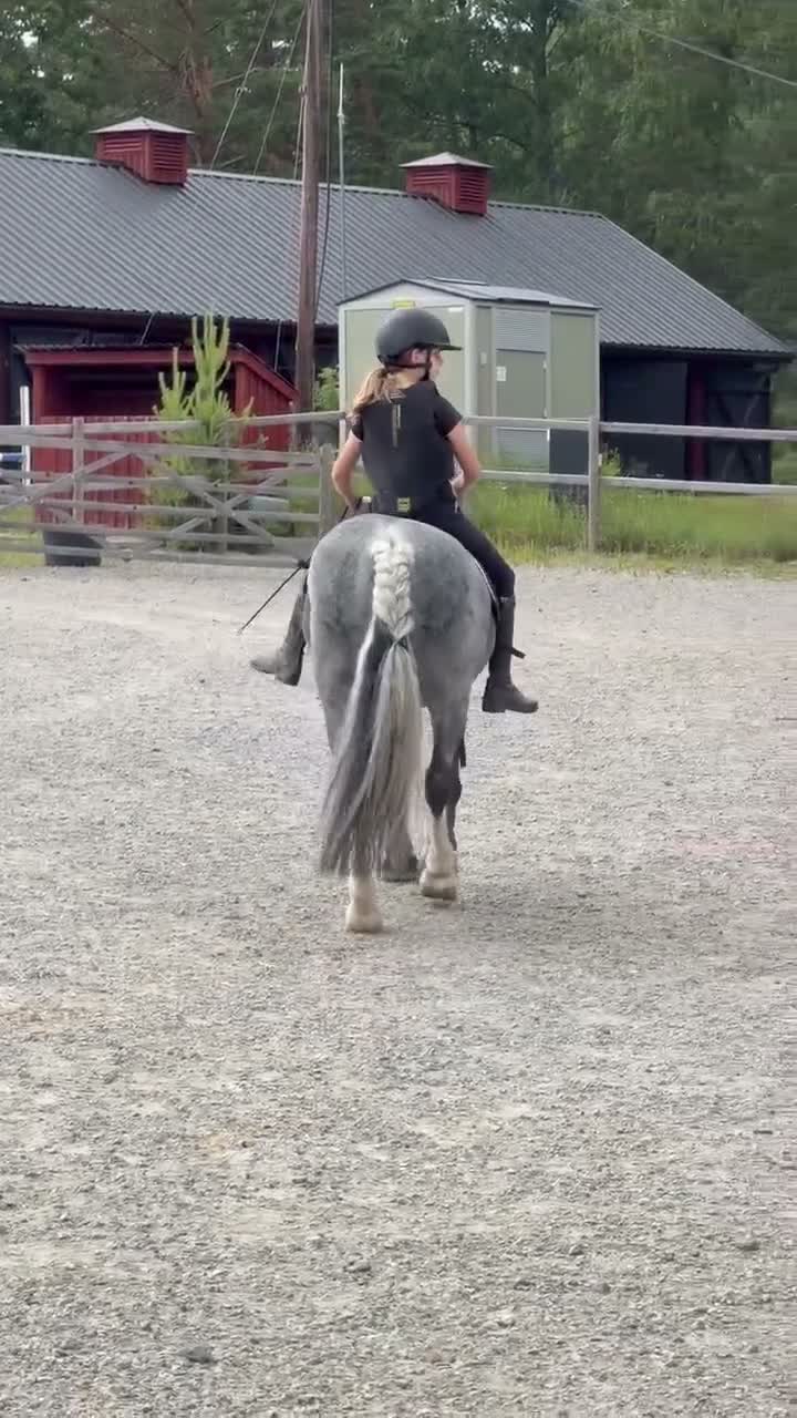 Allround hästar till salu: Läromästare och trygg förstaponny söker rätt hem - Video 5