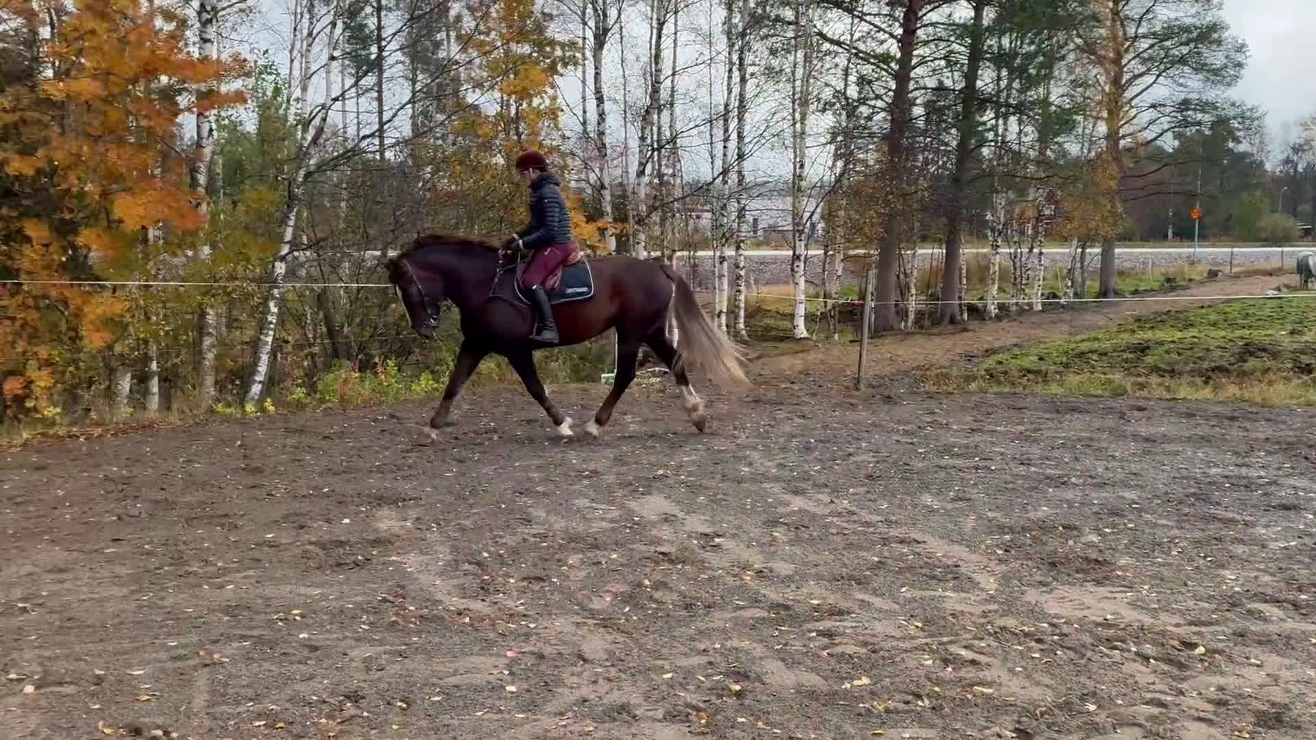 Allround hästar till salu: Irländskt sto i Vindeln - Video 1