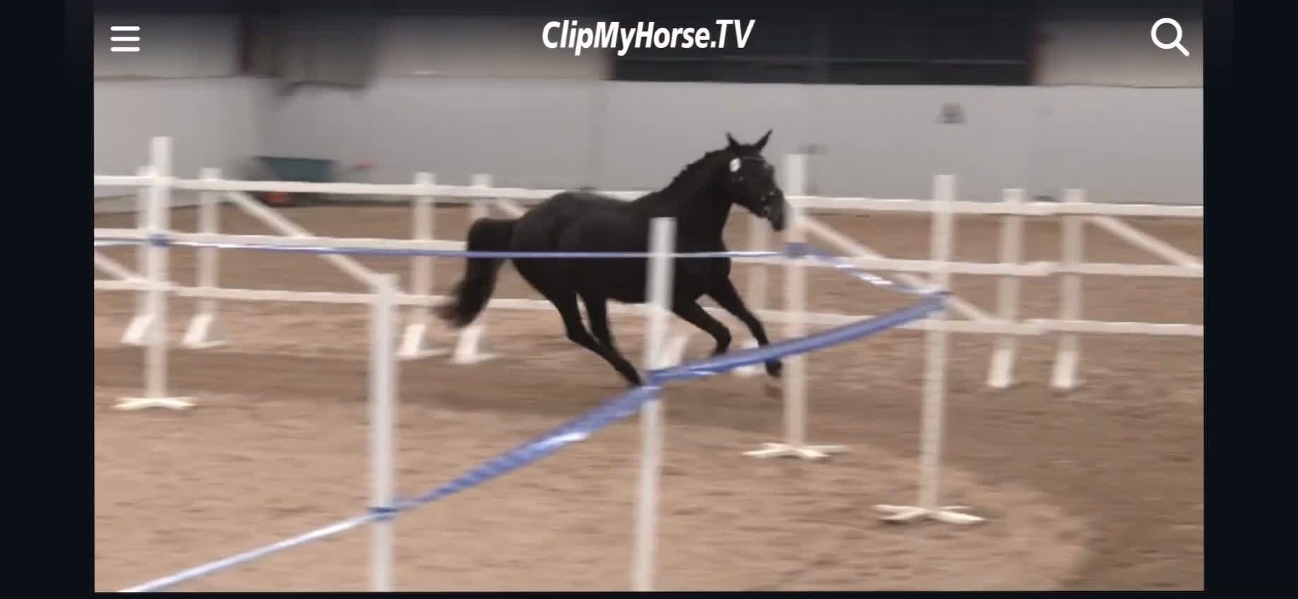 Dressyr hästar till salu: Sto e. Total hope! i Smygehamn - Video 1