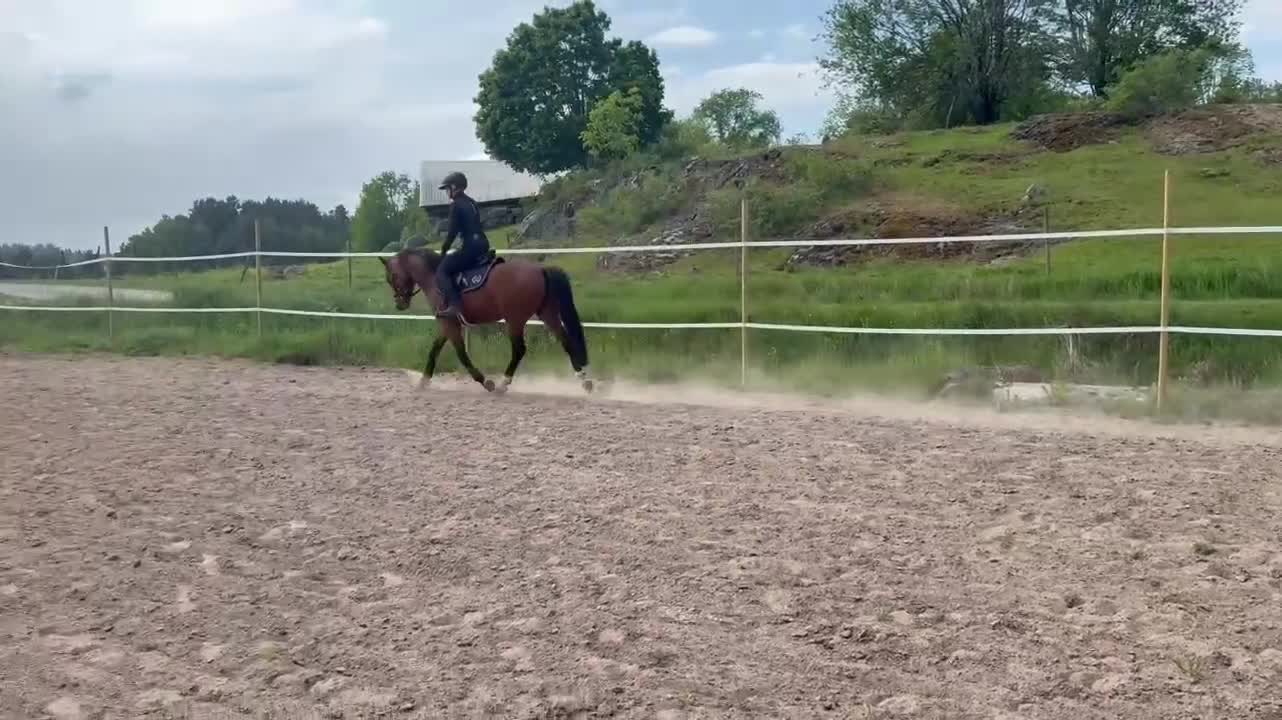 Allround hästar till salu: Svenskfödd ponny med framtiden för sig - Video 2