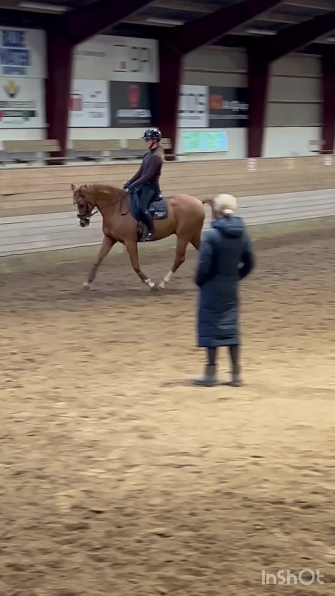 Allround hästar till salu: Super allround pony til salg - Video 1