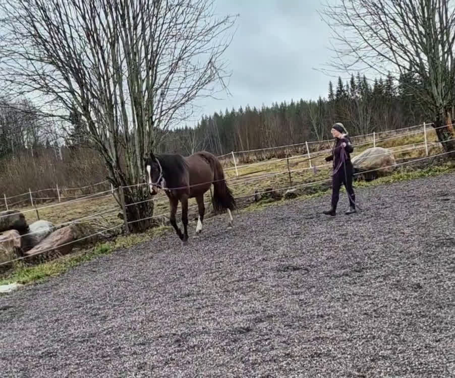 Allround hästar till salu: Sto med utvecklingspotential i Ludvika - Video 3