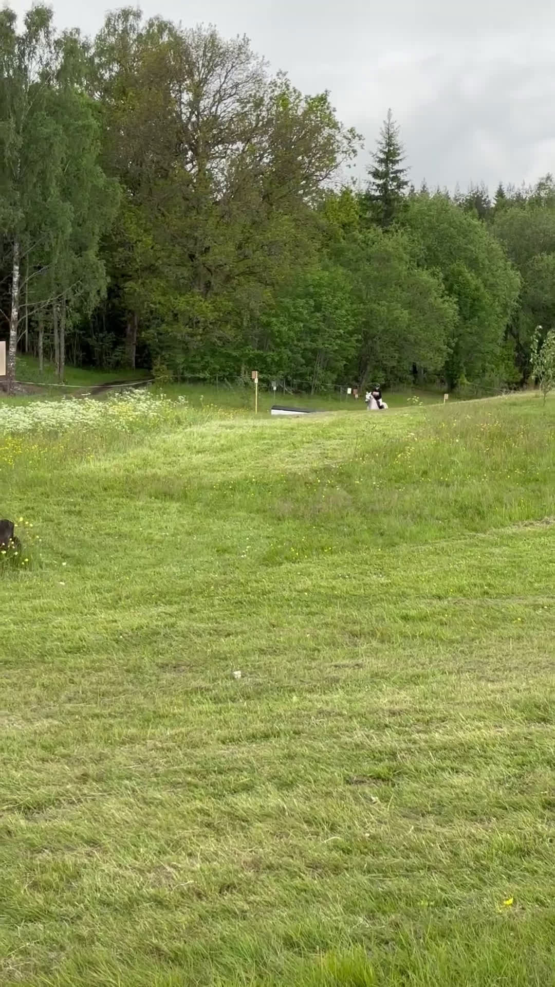 Allround hästar till salu: Fantastisk förstaponny och bästa vän - Video 4