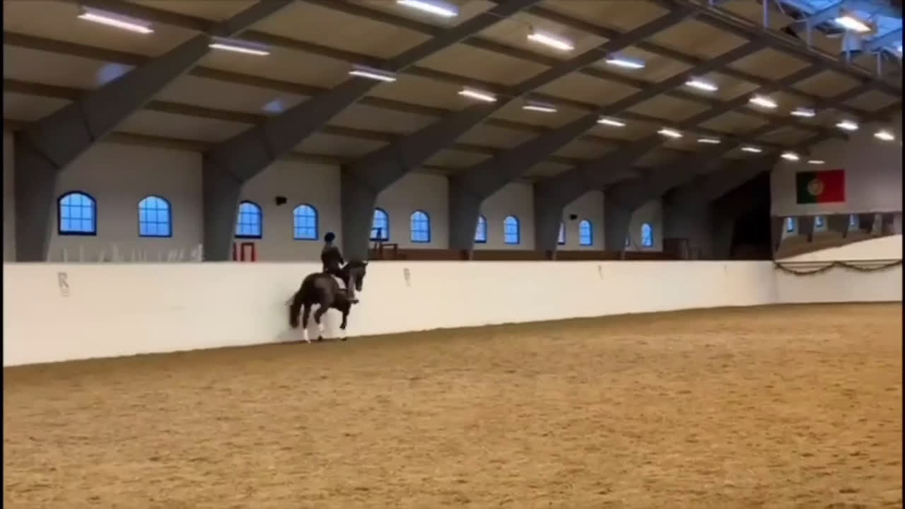 Dressyr hästar till salu: Avelssto Fölsto i Kvänum - Video 1