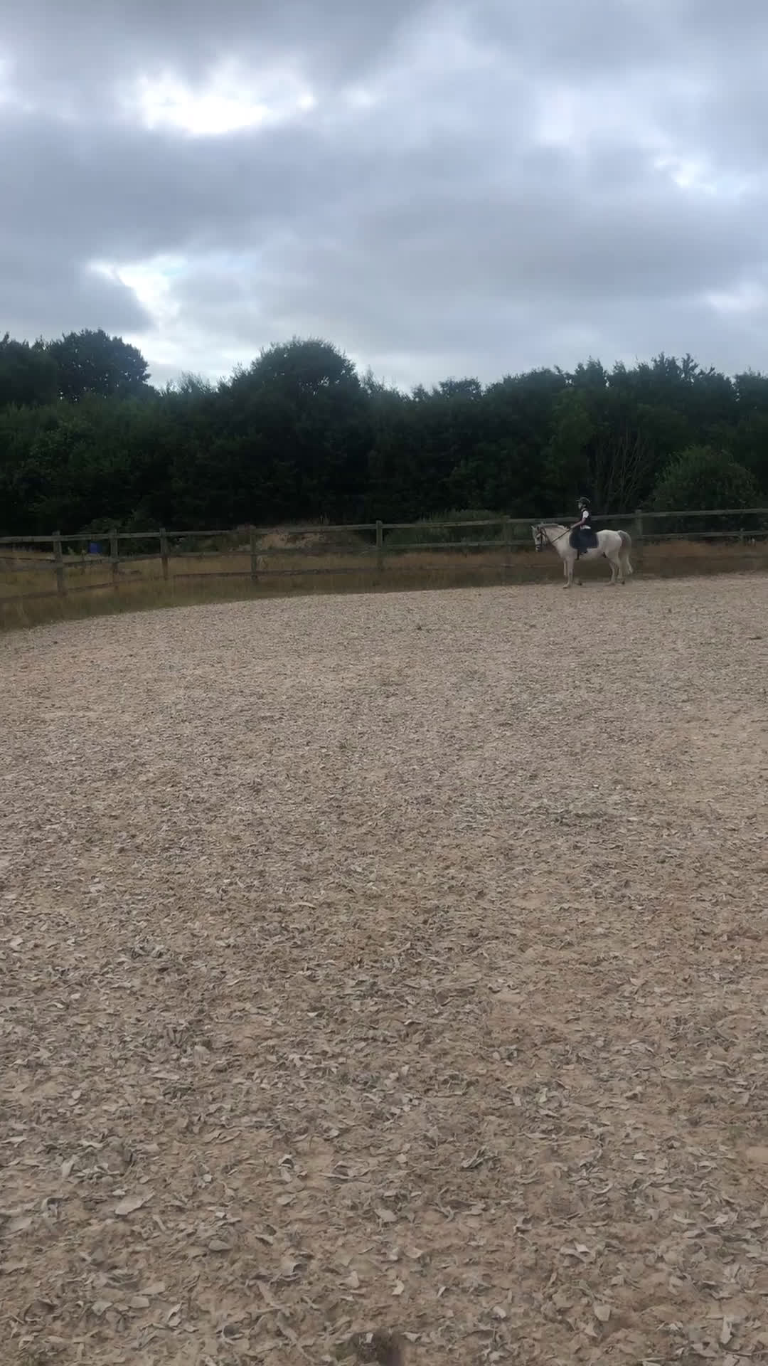 Hoppning hästar till salu: Kvalitetsponny  i Vellinge - Video 3