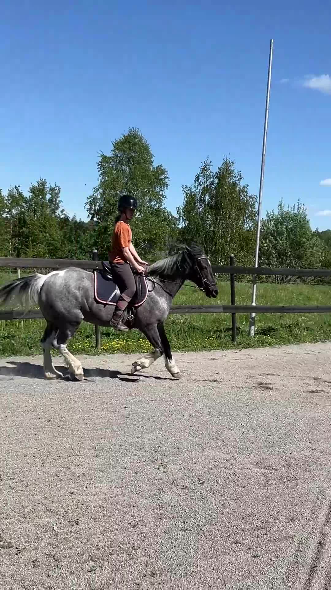Allround hästar till salu: Fin läromästare - Video 3