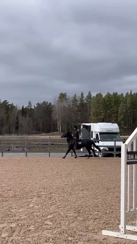 Hoppning hästar till salu: Lovande D-ponny med hjärta och potential 🌟 - Video 2