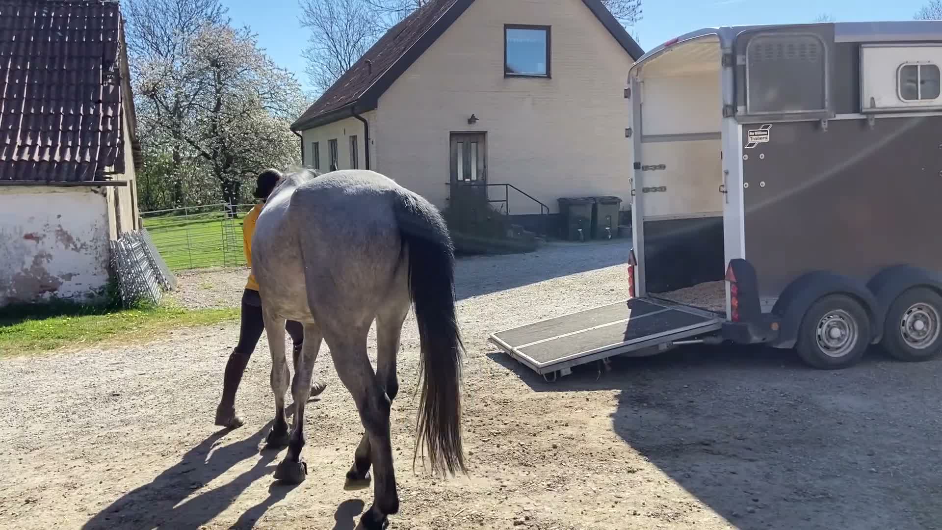 Hoppning hästar till salu: Snäll och trevlig valack, nybesiktigad UA - Video 5