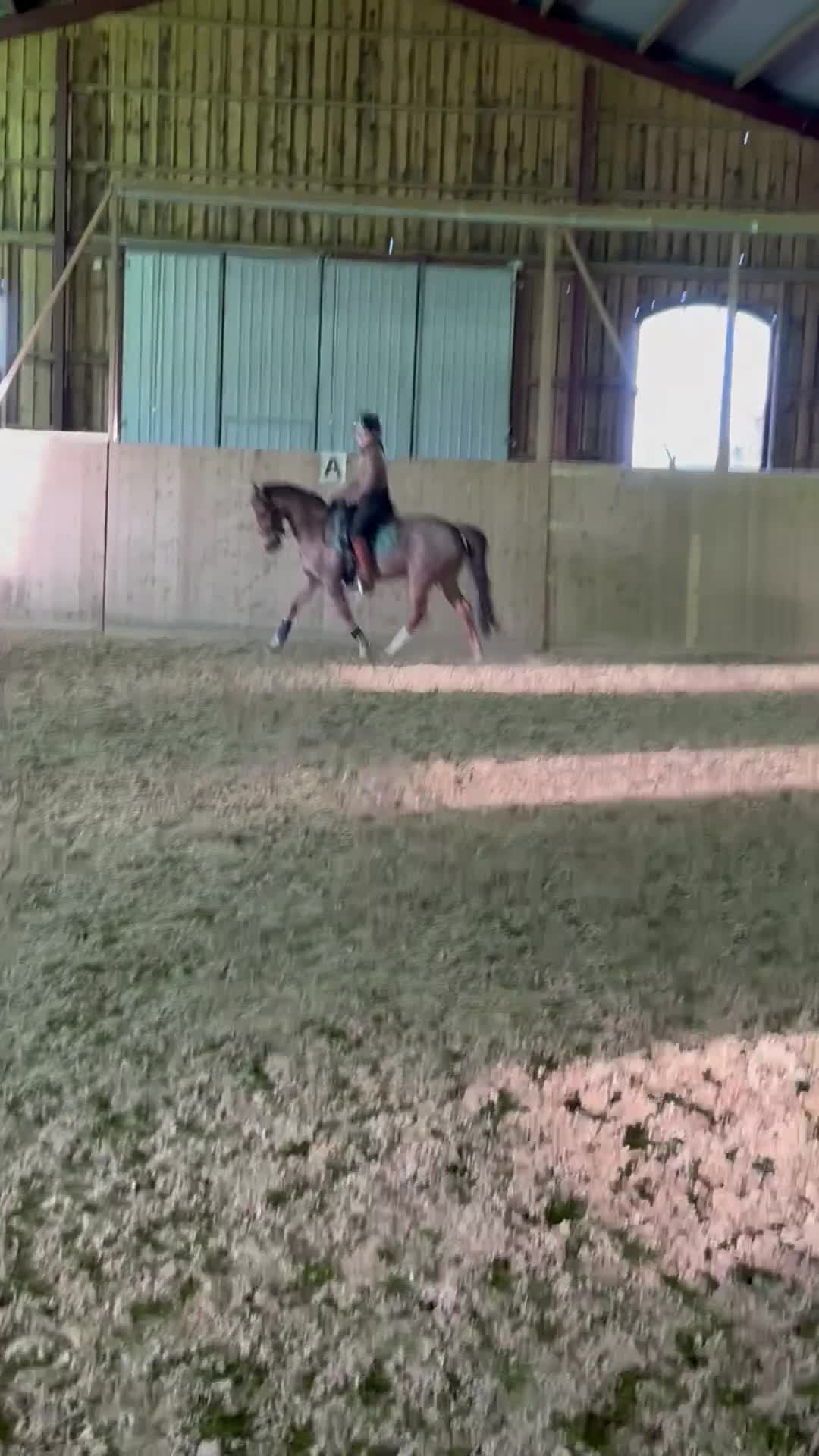 Dressyr hästar till salu: SM ponny och läromästare med stort ❤️ - Video 2