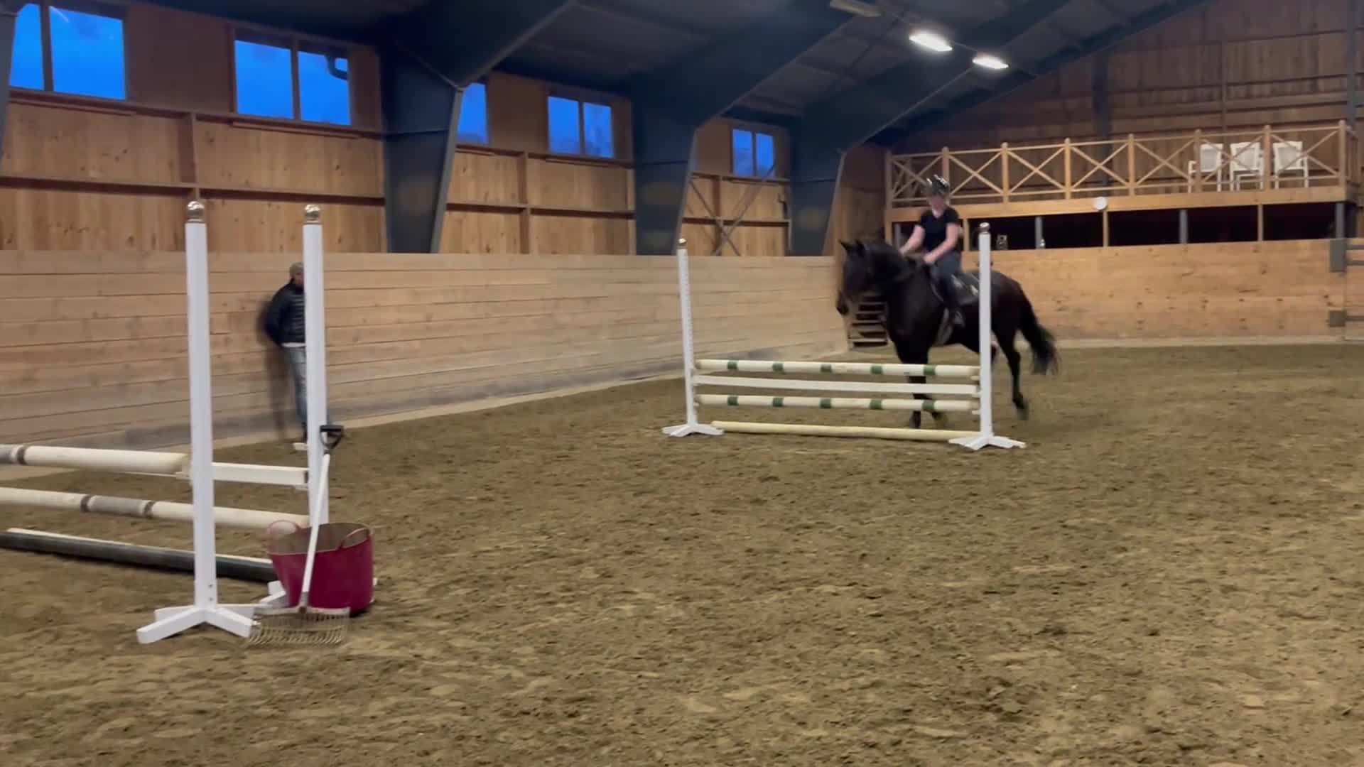 Allround hästar till salu: En pärla för framtiden  - Video 3