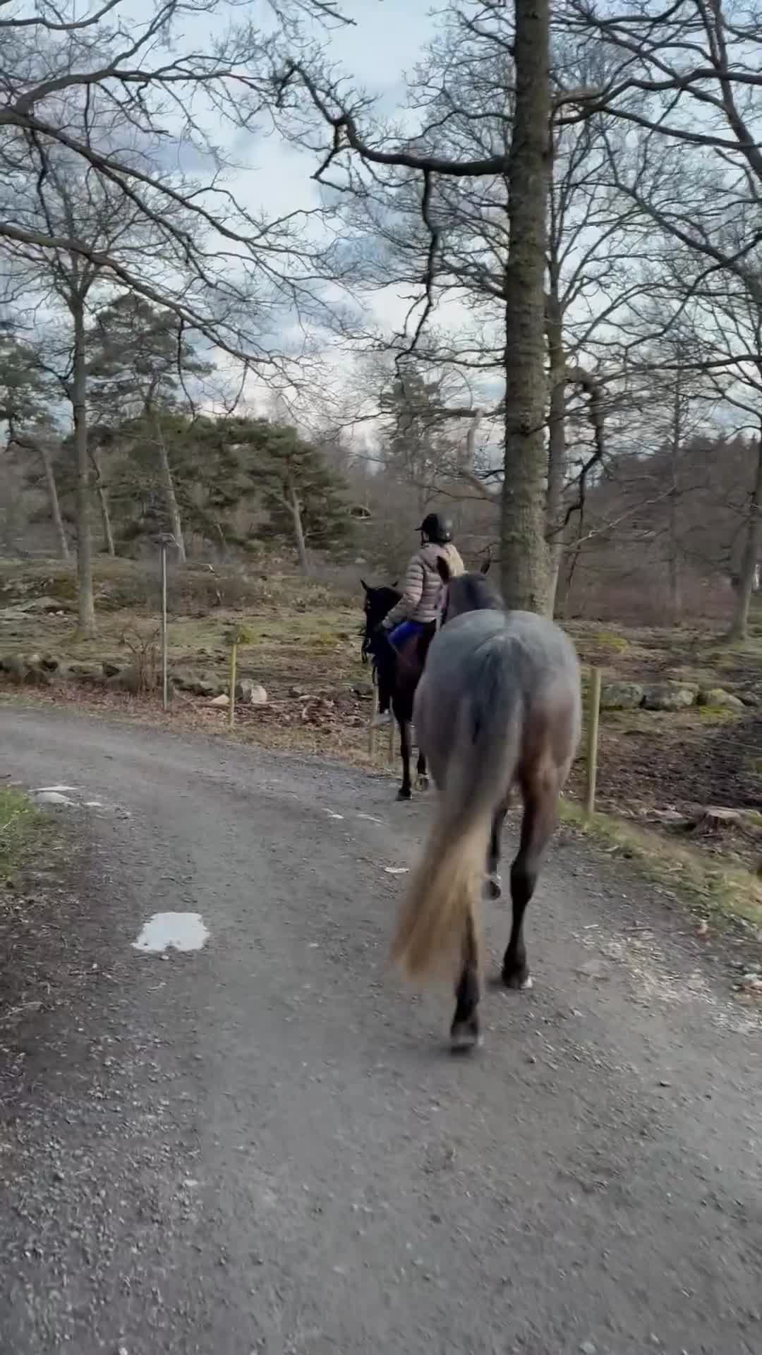 Allround hästar till salu: Snäll och arbetsvillig D-ponny - Video 1