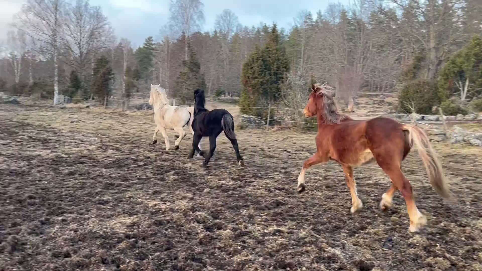 Allround hästar till salu: Snygg, svart hingst i Åtvidaberg - Video 2