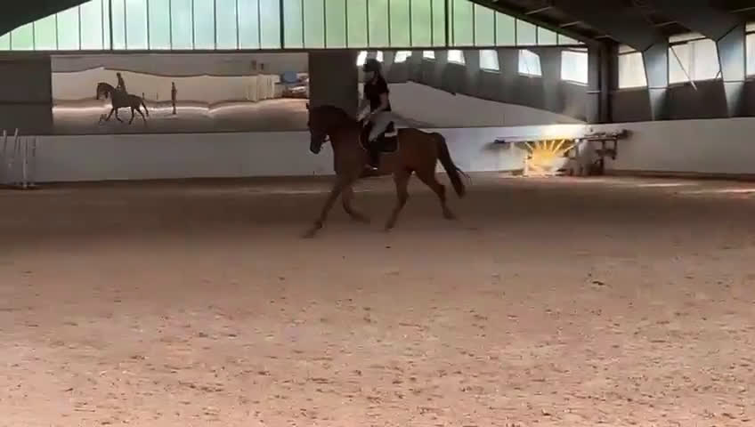 Hoppning hästar till salu: Lovande talang SWB i Hultsfred - Video 1