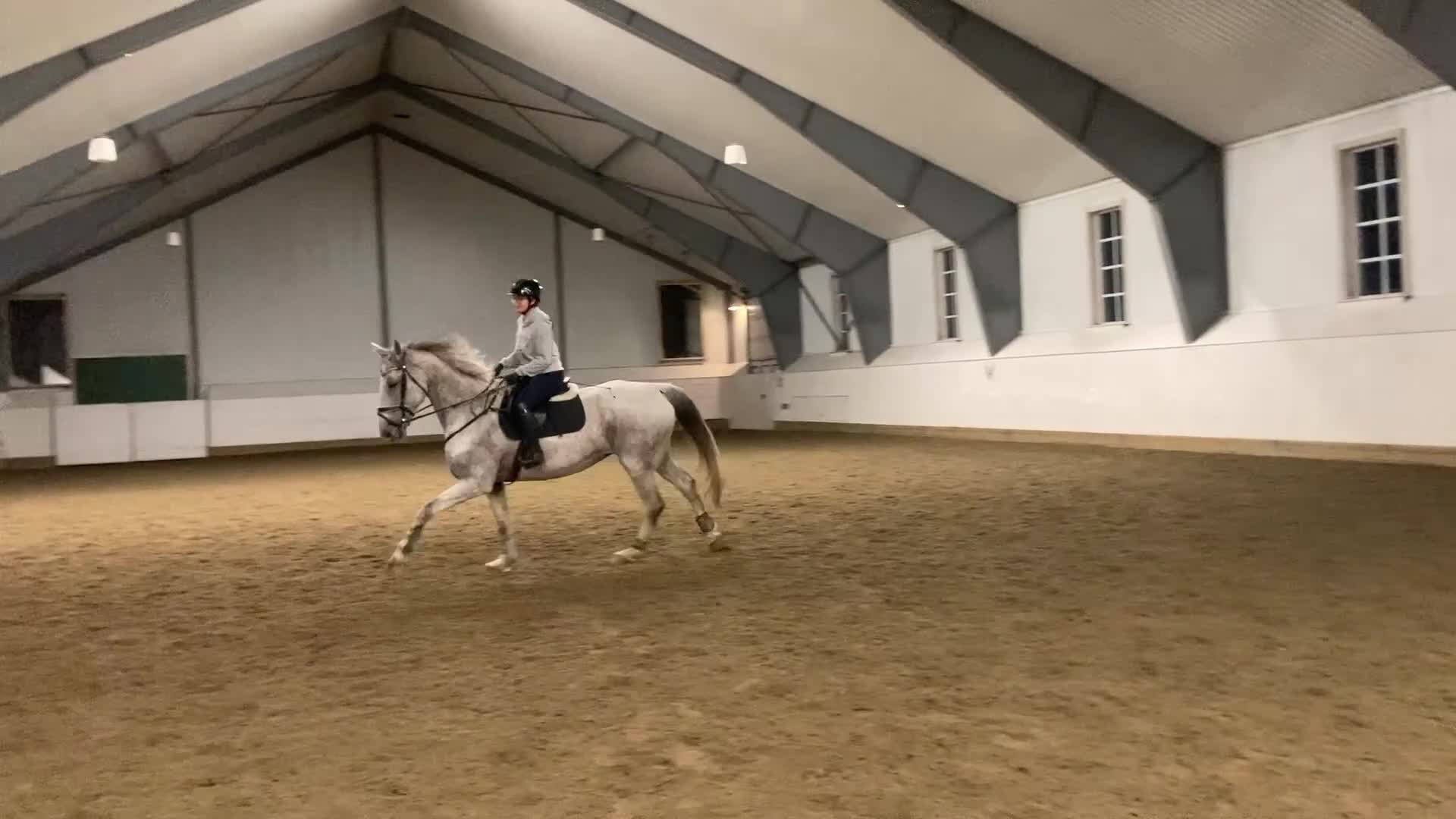 Allround hästar till salu: En bästa vän i Umeå - Video 4