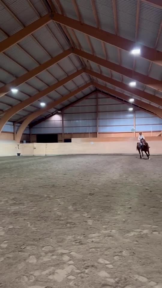 Allround hästar till salu: Trevlig valack till hopp eller dressyr i Alingsås - Video 3