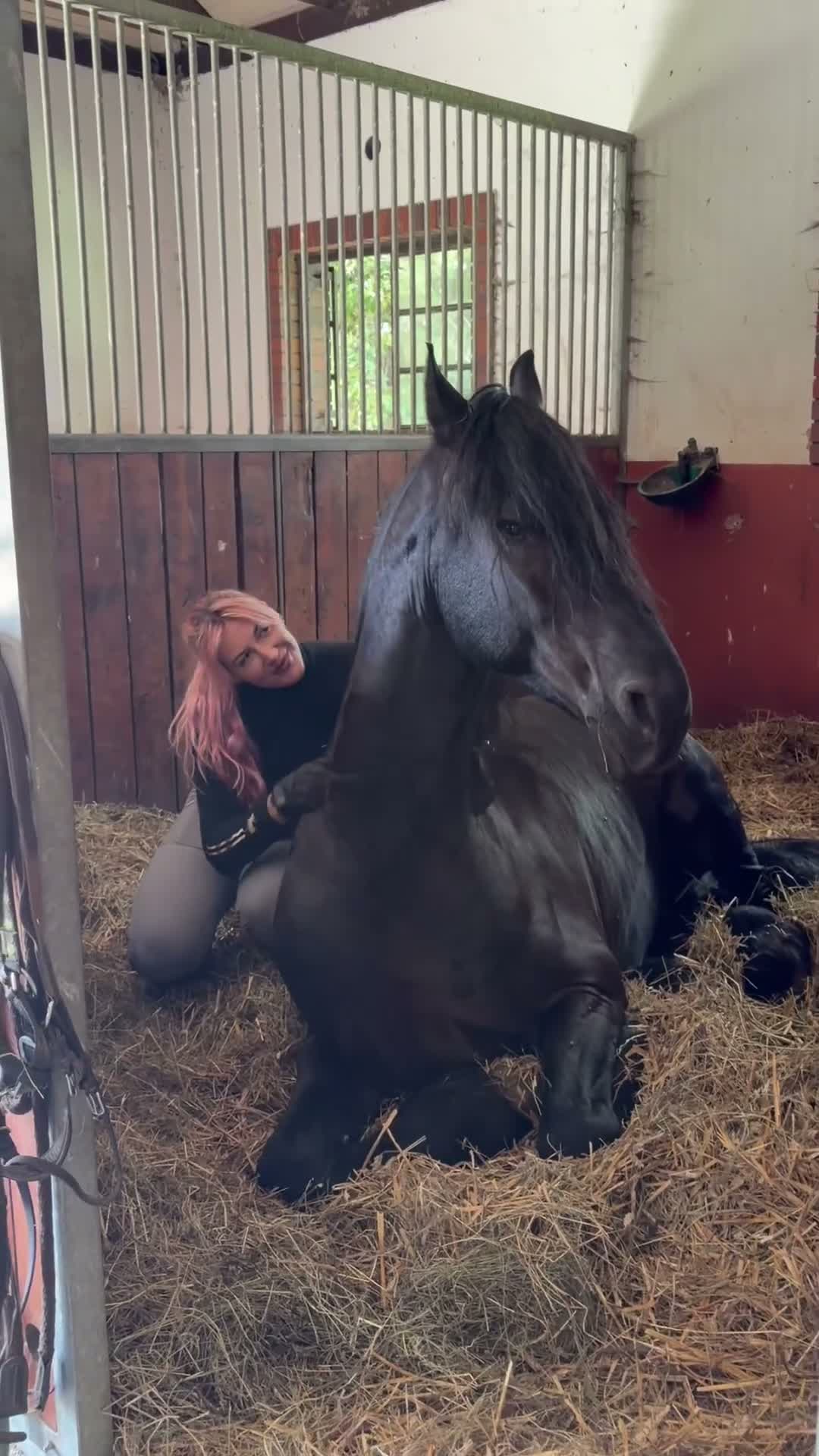 Dressyr hästar till salu: Amazing fresian! Perfect familly horse or sport - Video 4