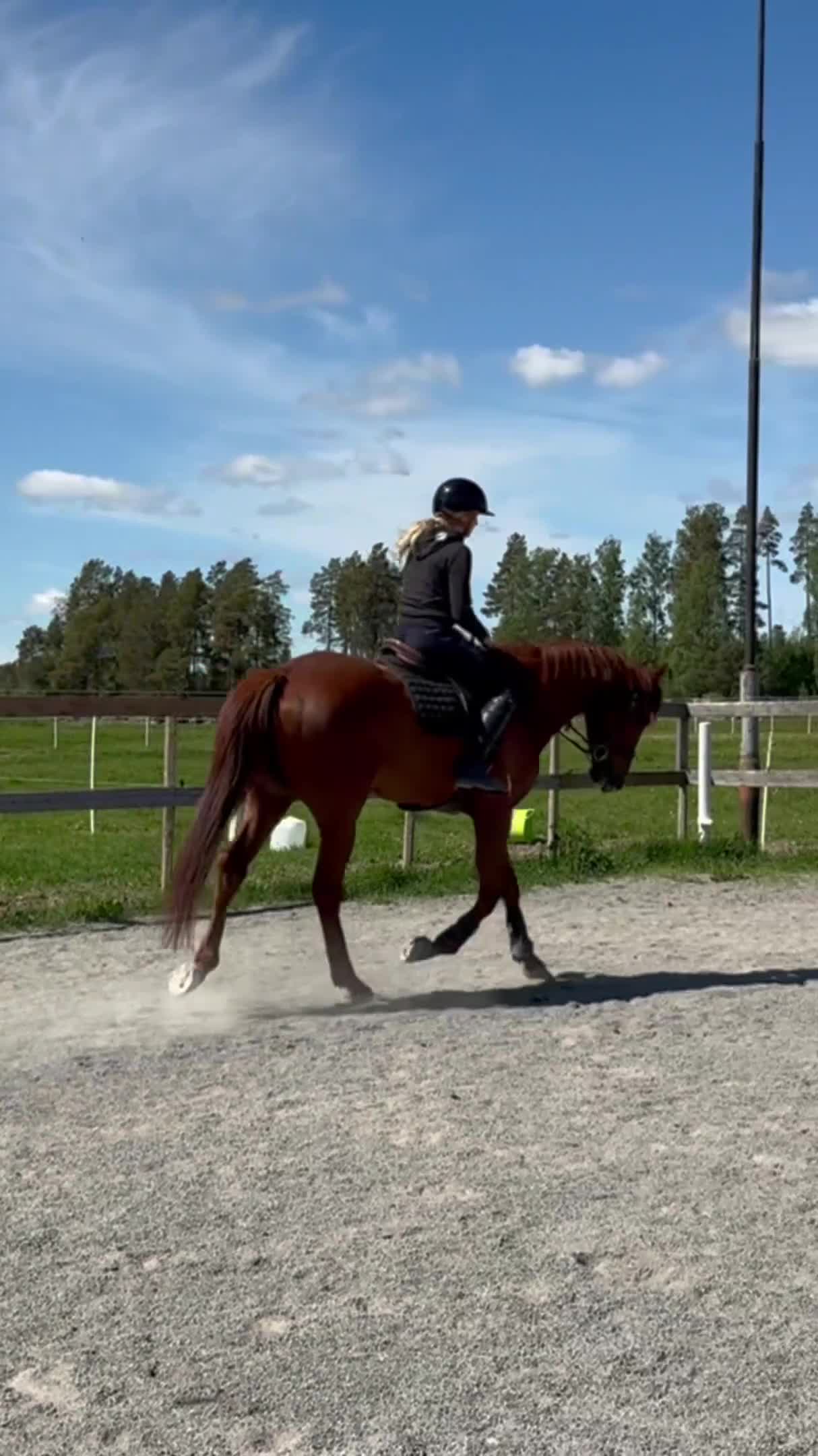 Allround hästar till salu: Pigg, rolig & okomplicerad bästa vän - Video 2