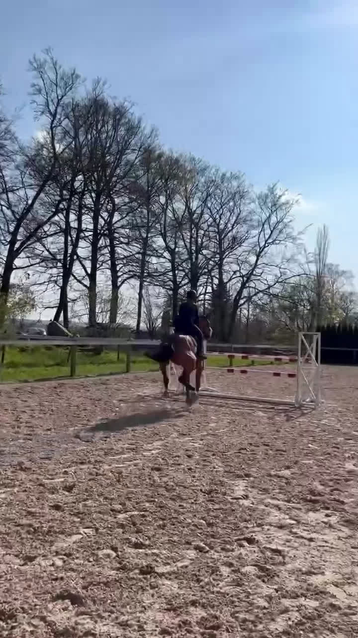 Hoppning hästar till salu: Chaccmate fin och personlig hopphäst - Video 1