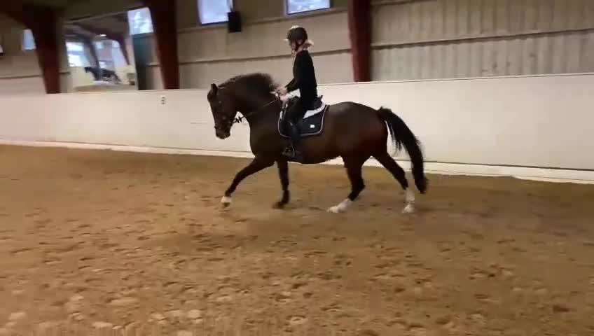 Dressyr hästar till salu: Lovande 6-åring med toppstam och fint temperament - Video 1