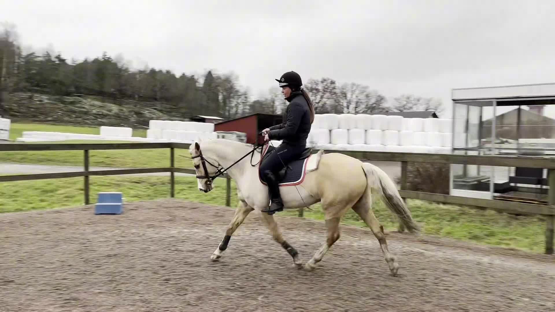Allround hästar till salu: Underbar allroundponny - Video 3