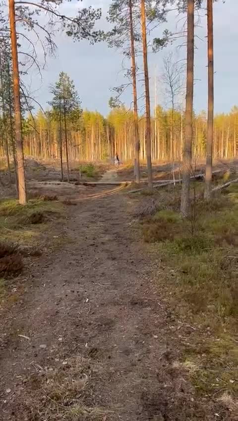 Allround hästar till salu: En bästa vän i Umeå - Video 2