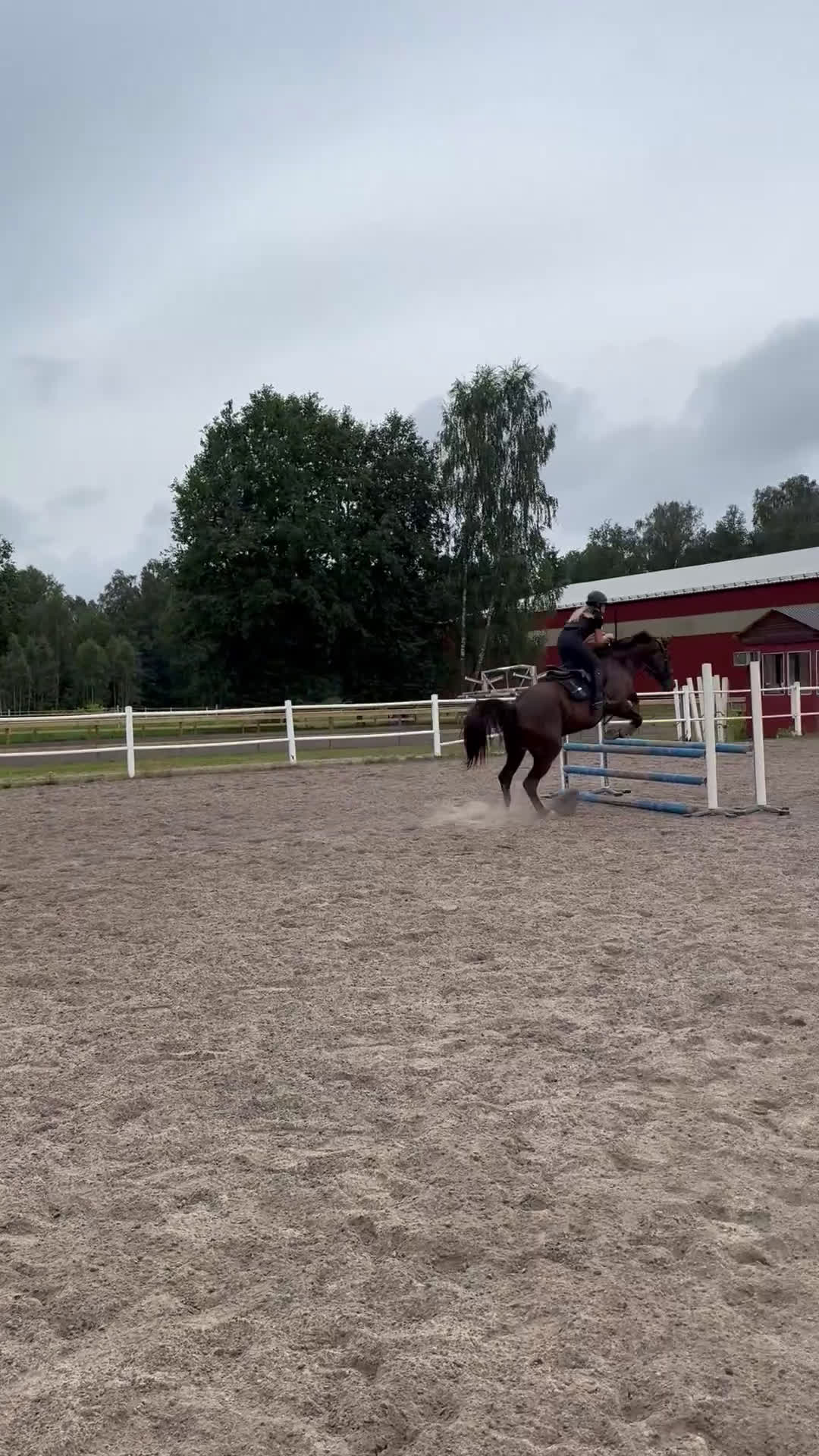 Allround hästar till salu: Positiv och social 8-åring - Video 3