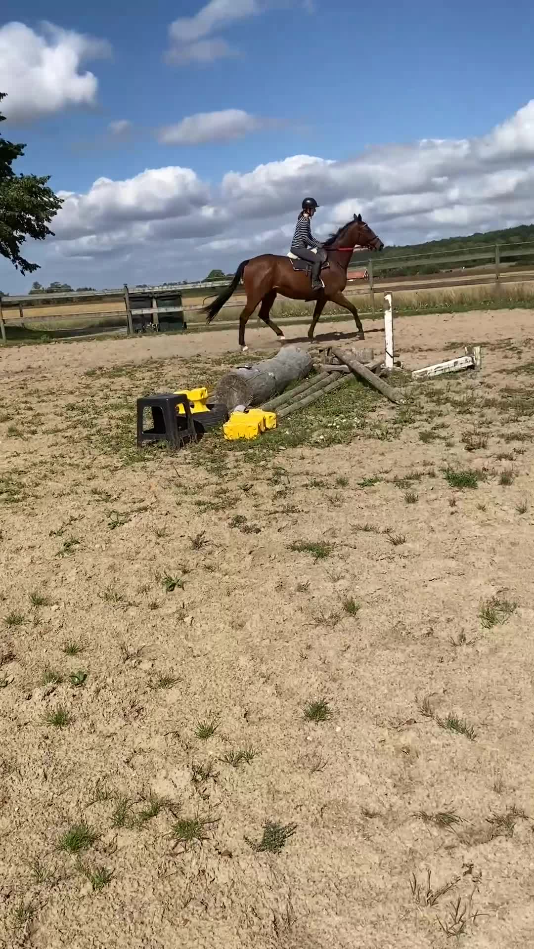Allround hästar till salu: Allround Häst - Video 1