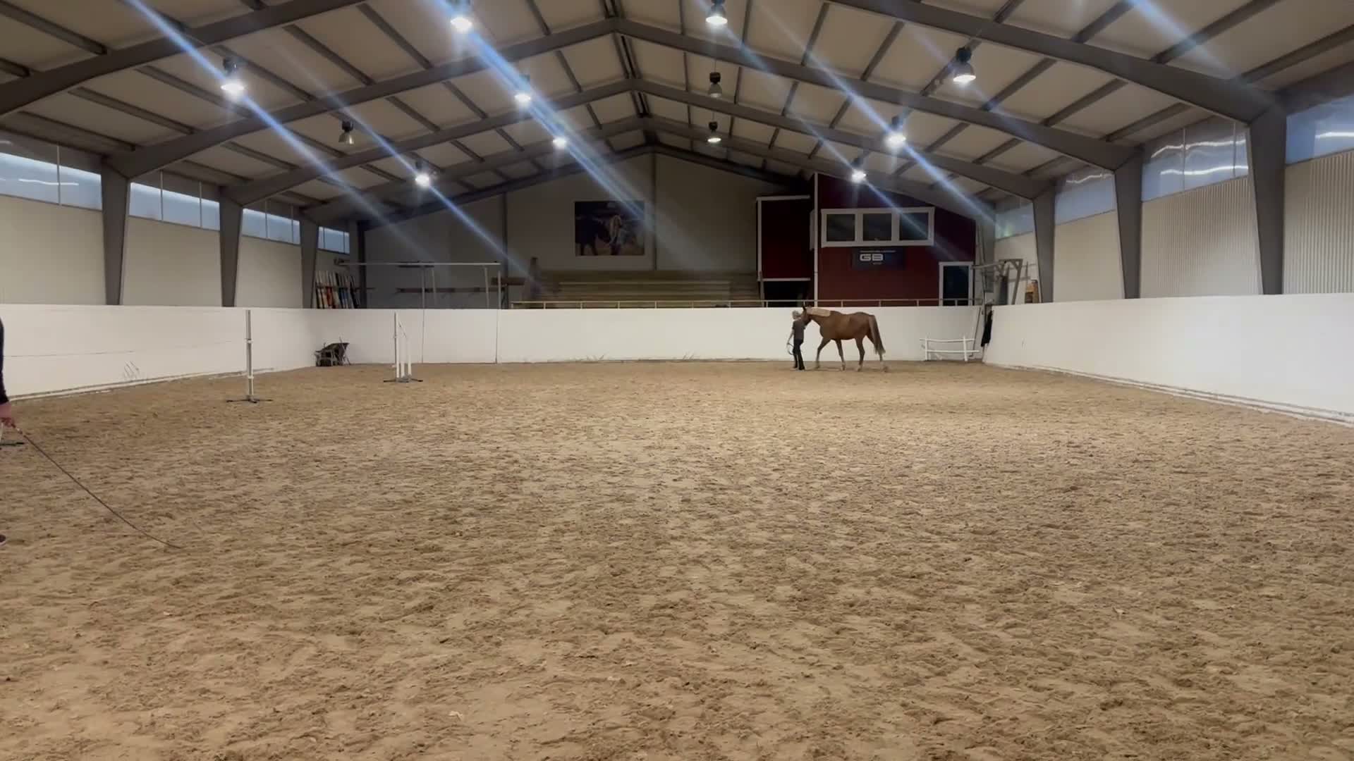 Hoppning hästar till salu: 3 årig valack - Video 1