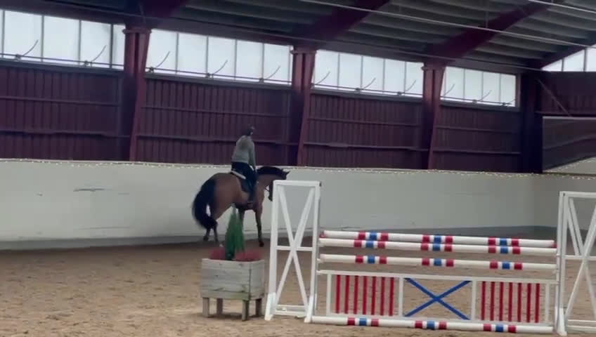 Hoppning hästar till salu: Lovande hopphäst för framtiden!  i Harplinge - Video 3