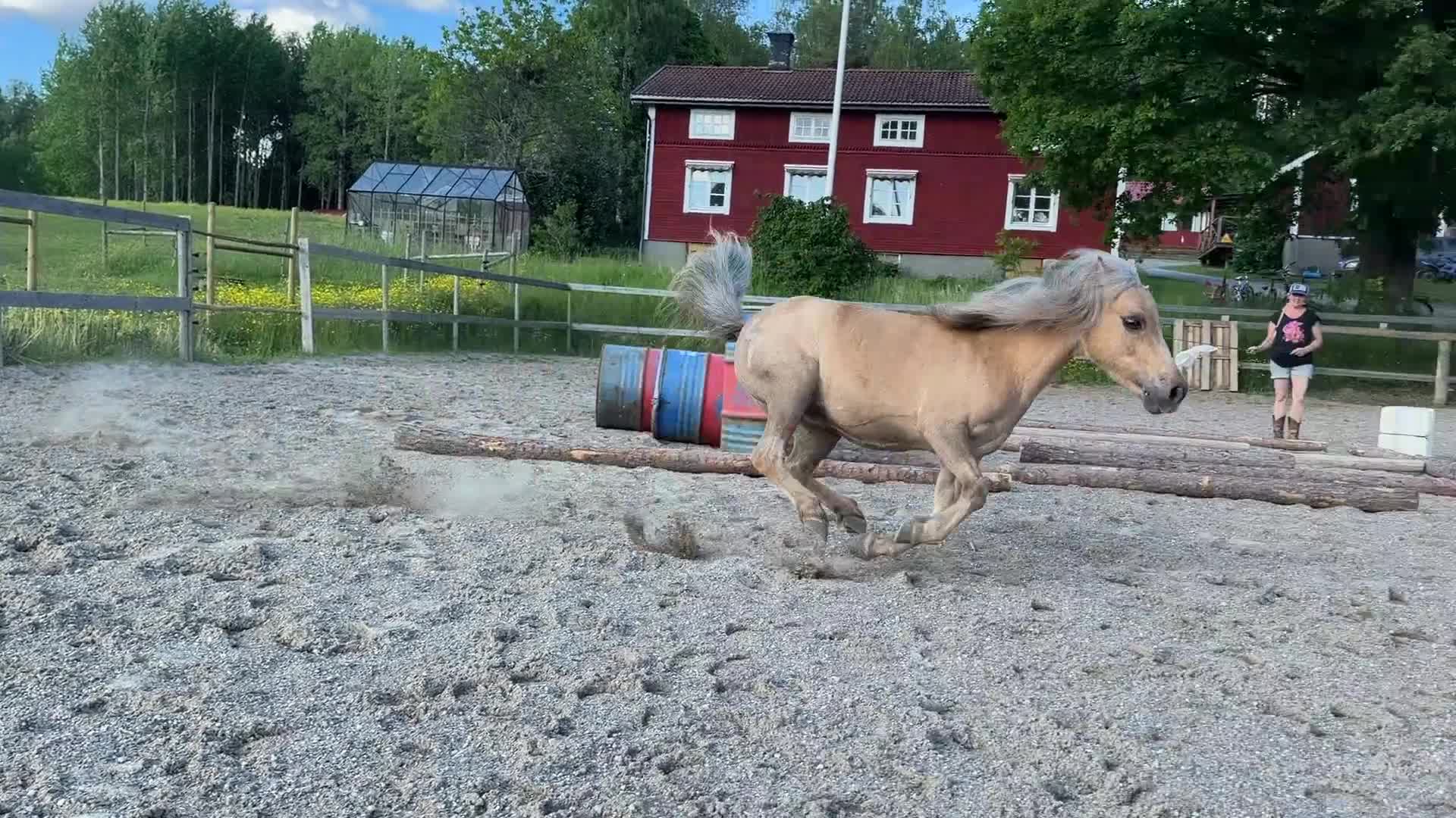 Övrigt hästar till salu: Charmigt AMHA sto - Video 1