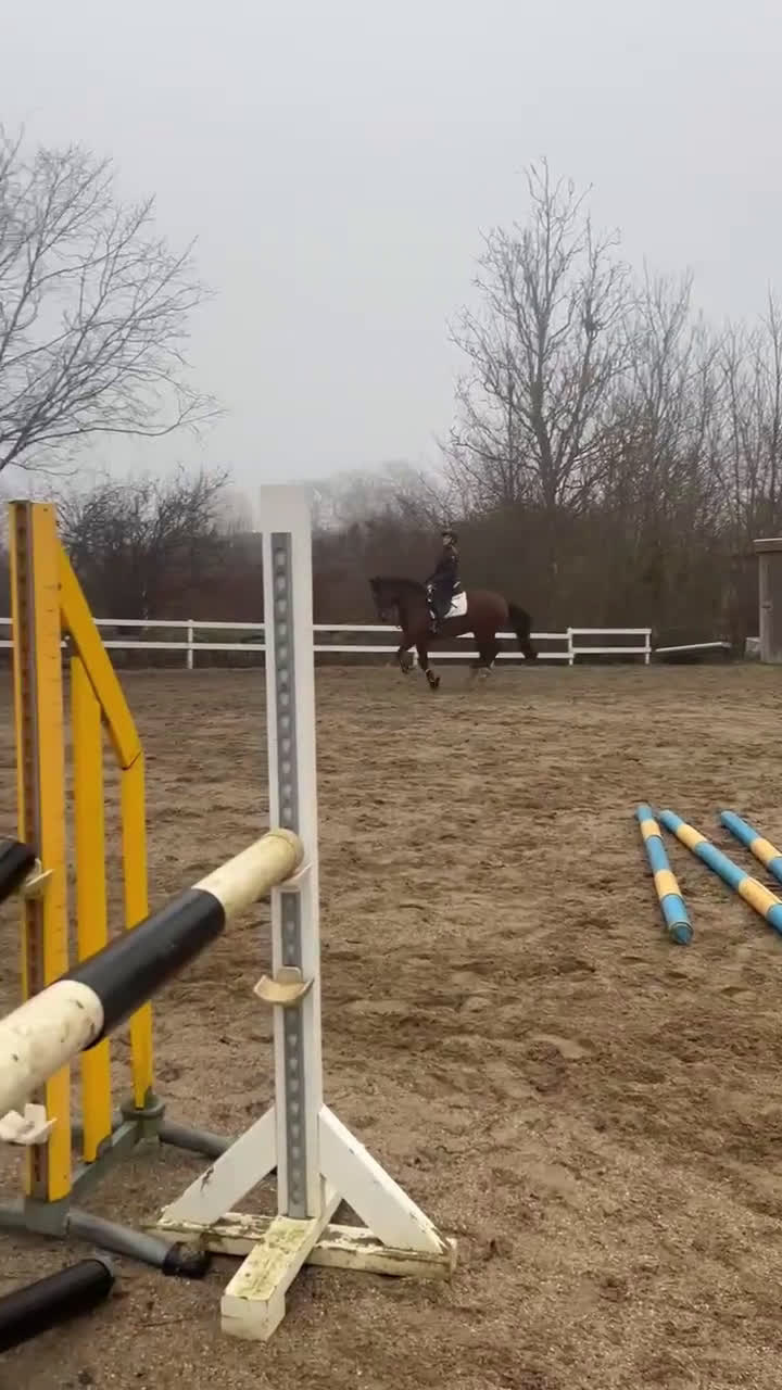 Hoppning hästar till salu: Ponyen du kan nå til de høje klasser med  - Video 5