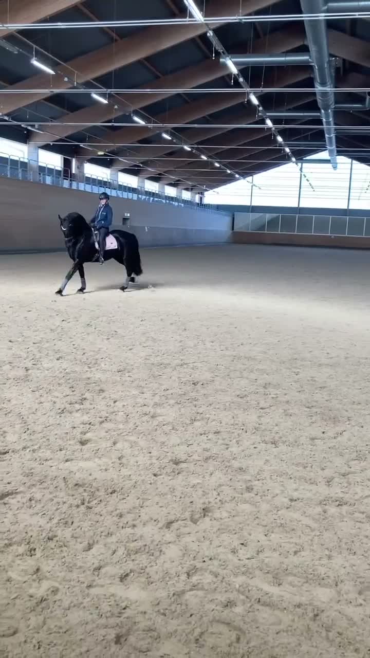 Dressyr hästar till salu: Vacker Frieser valack  - Video 3