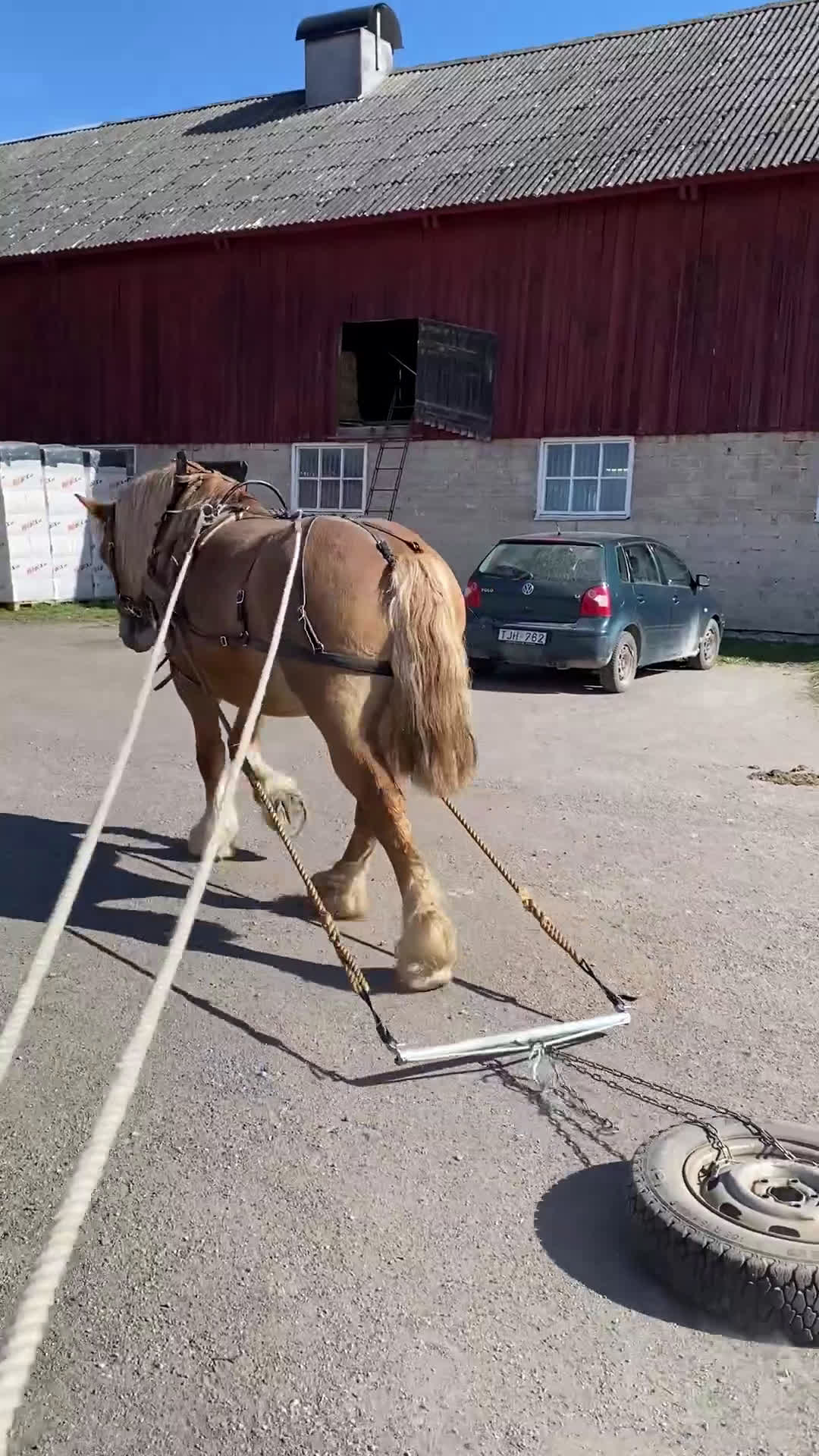 Allround hästar till salu: Allsidigt ardennersto - Sänkt pris i Alunda - Video 2