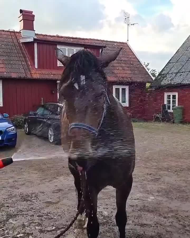 Allround hästar till salu: Världens snällaste dunderklump - Video 5