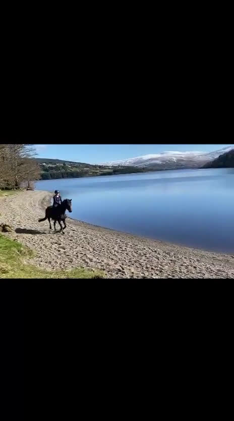 Fälttävlan hästar till salu: Lovande unghäst för fälttävlan/allround - Video 3