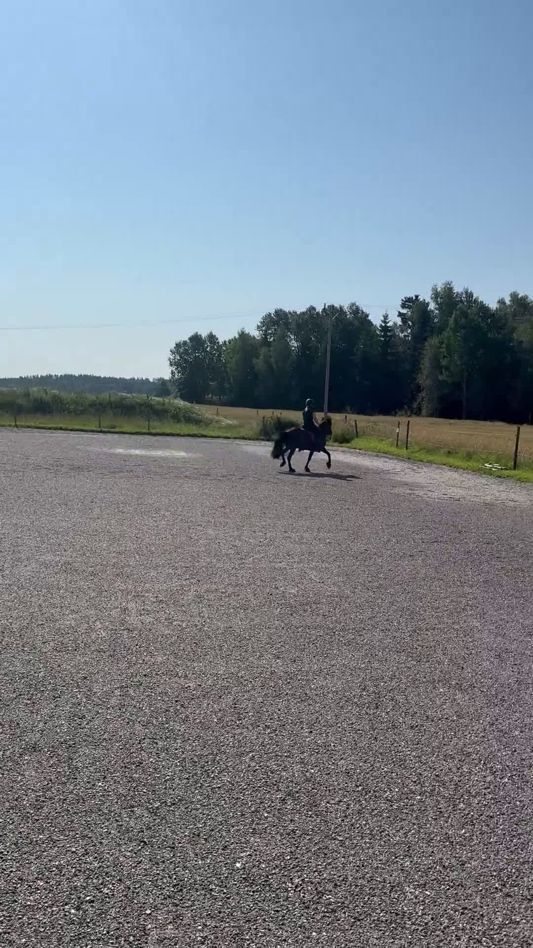 Island hästar till salu: Islandsto ev 🔁 i Grästorp - Video 1