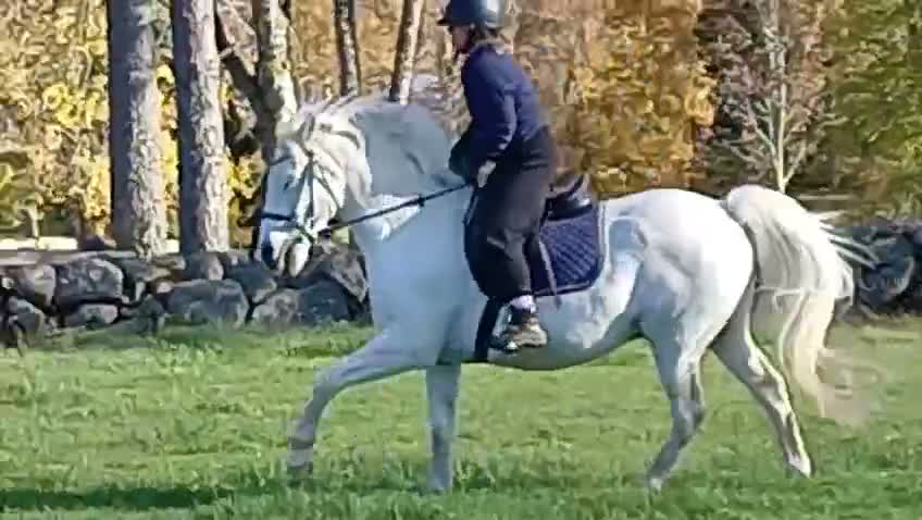 Allround hästar till salu: Underbar valack!  - Video 1